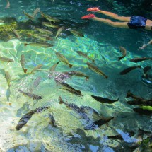 Snorkeling with many fishes